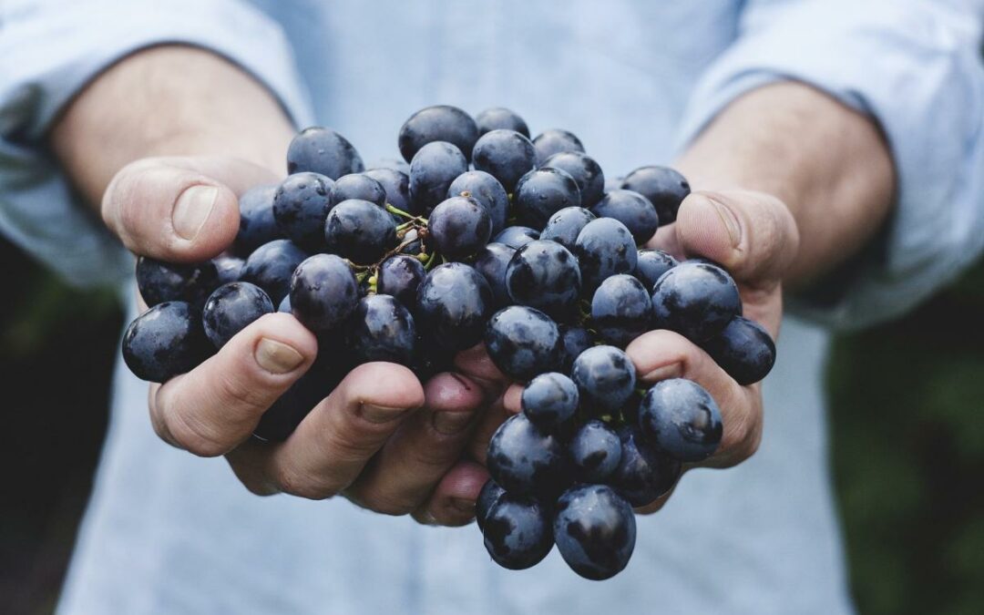 Umbria, small vineyards, great wines