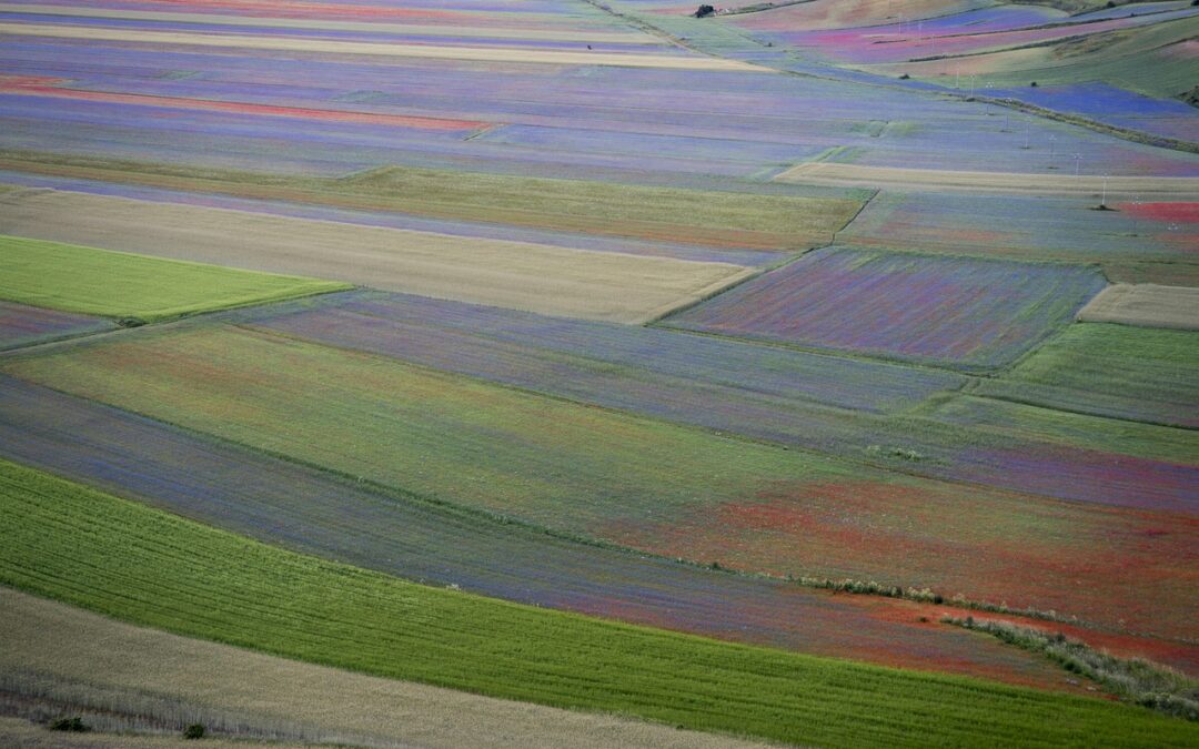 The Magical Flowering of Castelluccio di Norcia