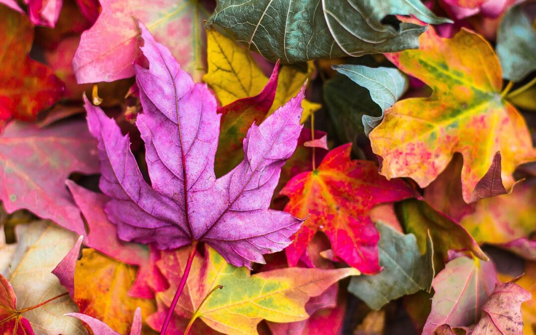 Ricette tipiche umbre d’autunno